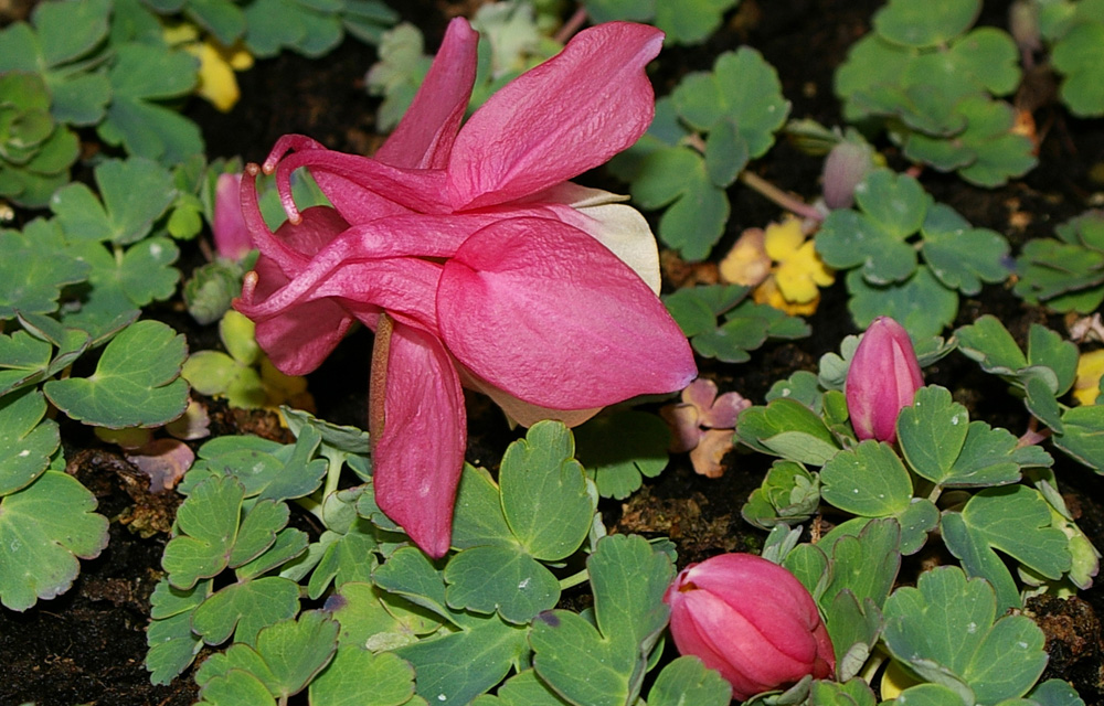 Aquilegia flabellata (specie coltivata)